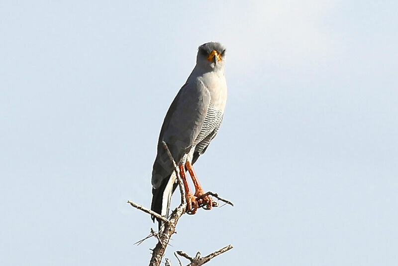 Autour à ailes grises