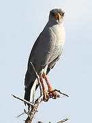 Eastern Chanting Goshawk