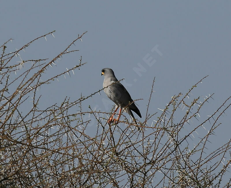 Autour à ailes grises