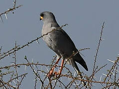 Eastern Chanting Goshawk