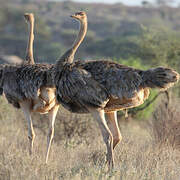 Common Ostrich