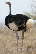 Somali Ostrich