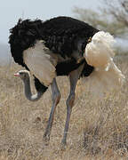 Somali Ostrich