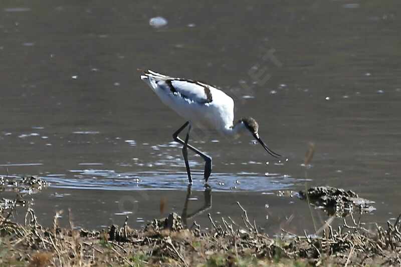 Avocette élégante