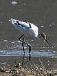 Avocette élégante