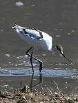 Avocette élégante