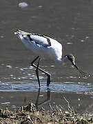 Avocette élégante