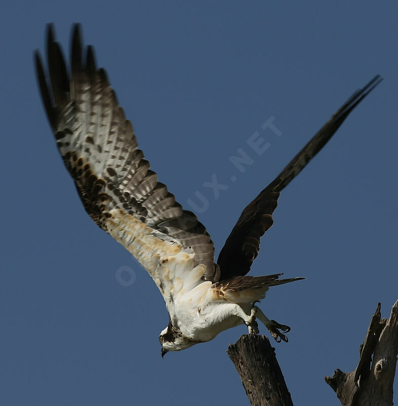 Balbuzard pêcheur