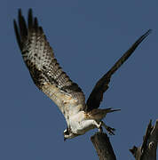 Osprey