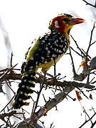 Red-and-yellow Barbet