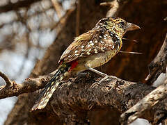 D'Arnaud's Barbet