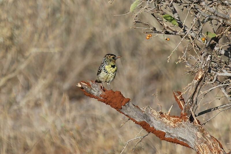 D'Arnaud's Barbet