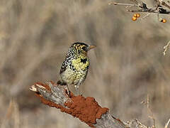 D'Arnaud's Barbet