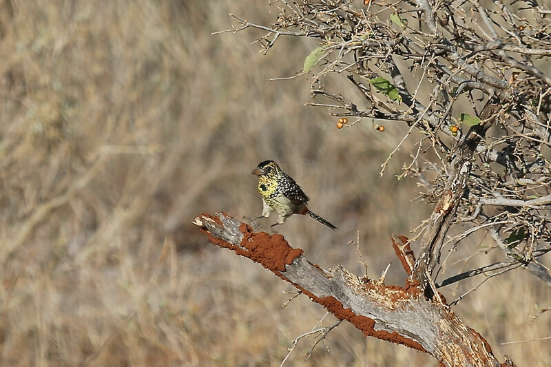 D'Arnaud's Barbet