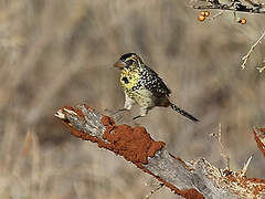 D'Arnaud's Barbet