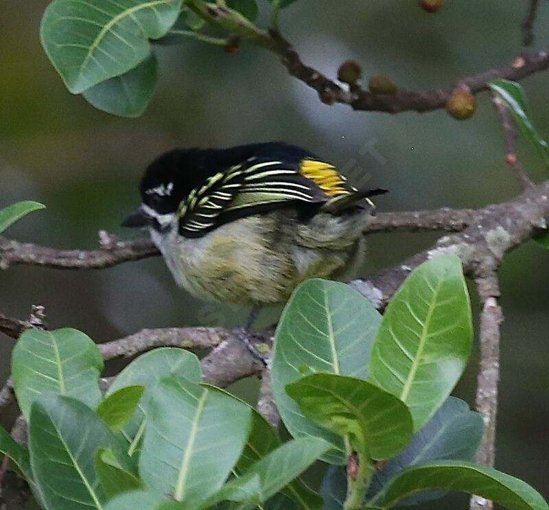 Yellow-rumped Tinkerbird