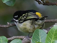 Yellow-rumped Tinkerbird