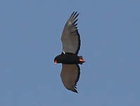 Bateleur des savanes