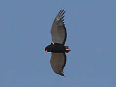 Bateleur