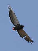 Bateleur des savanes