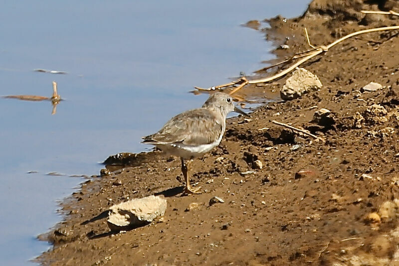 Temminck's Stint