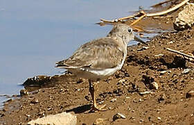 Temminck's Stint