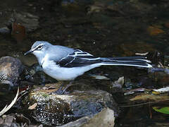 Mountain Wagtail