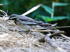 Mountain Wagtail