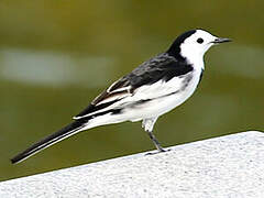 White Wagtail