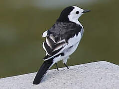 White Wagtail