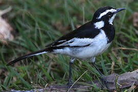 African Pied Wagtail