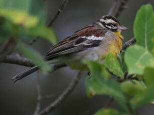 Bruant à poitrine dorée