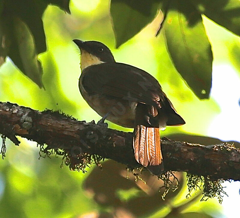 Bulbul à gorge claire