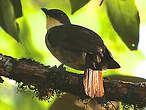 Bulbul à gorge claire