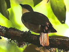 Yellow-gorgeted Greenbul