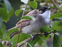 Bulbul à poitrine brune