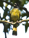 Bulbul à semi-collier