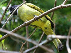 Collared Finchbill