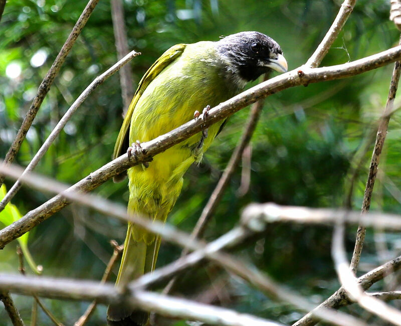 Collared Finchbill