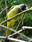 Bulbul à semi-collier