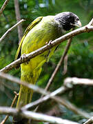 Collared Finchbill