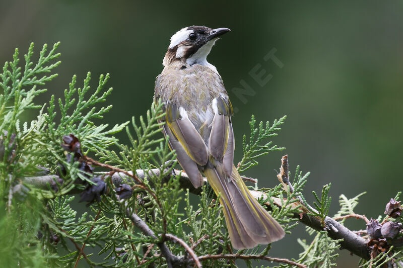 Light-vented Bulbul