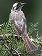 Bulbul de Chine