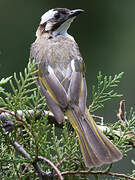 Light-vented Bulbul