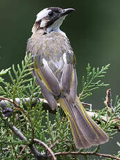 Bulbul de Chine