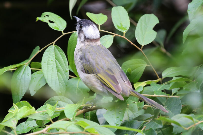 Bulbul de Chine