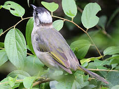 Light-vented Bulbul