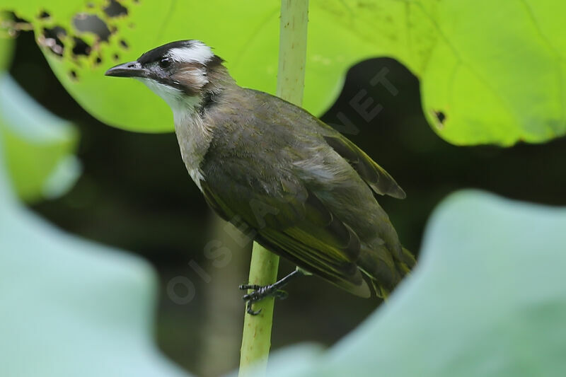 Bulbul de Chine