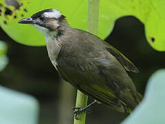 Light-vented Bulbul