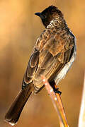 Bulbul des jardins